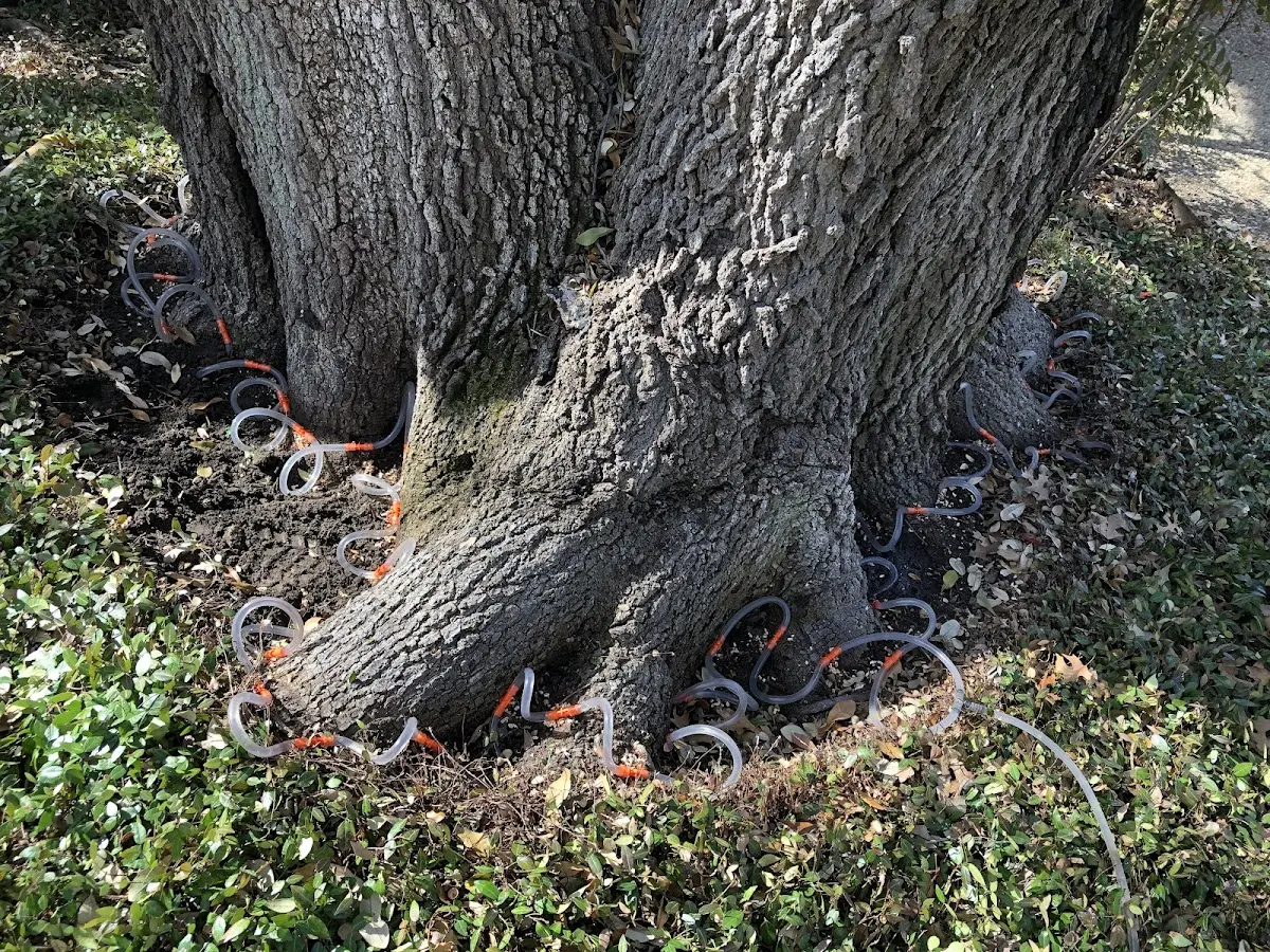 Detailed Tree Cabling and Bracing job site in Monaca